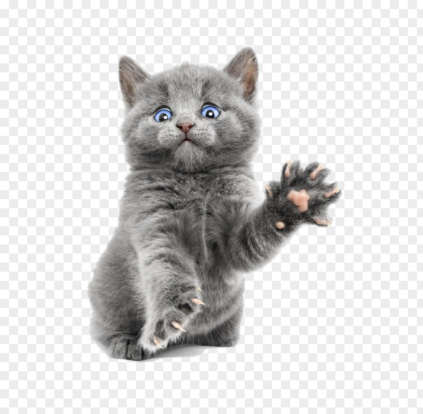 Gray Kitten Cat Food Dog Puppy PNG