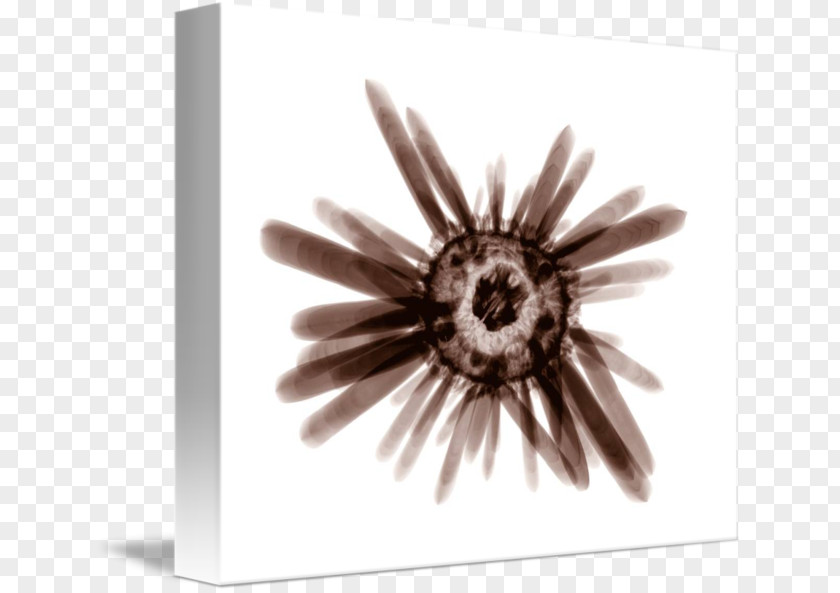 Sea Urchin Gallery Wrap Canvas Art Printmaking PNG