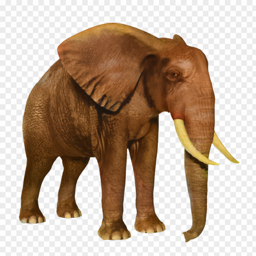 African Bush Elephant Clip Art Image PNG