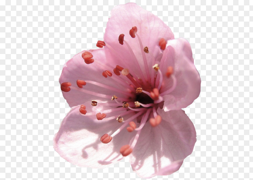 Creative Valentine's Day Cherry Blossom Flower Spring PNG