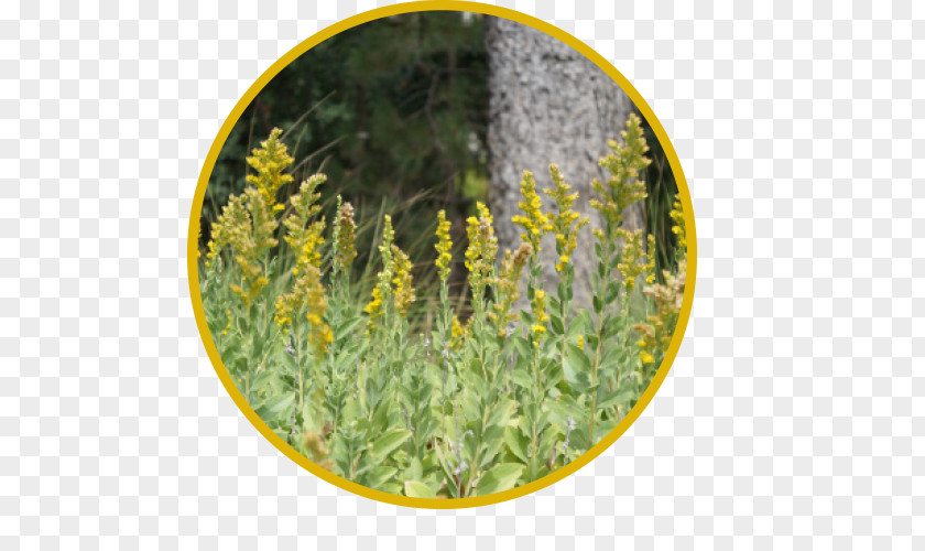 Honeybees Goldenrods UC Davis Arboretum Teaching Nursery Mary Wattis Brown Garden Of California Native Plants Putah Creek Riparian Reserve Center For Urban Horticulture PNG