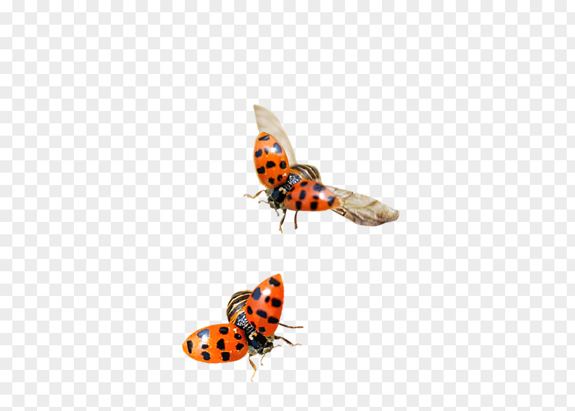 Ladybug Ladybird Insect Nymphalidae PNG