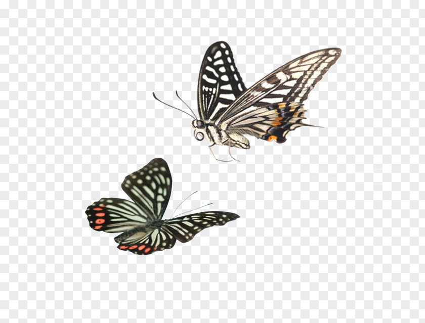 Cartoon Butterfly Google Images Clip Art PNG