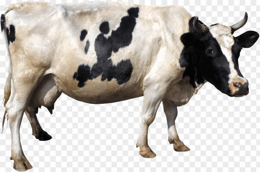 Cow Image Holstein Friesian Cattle Gyr Clip Art PNG