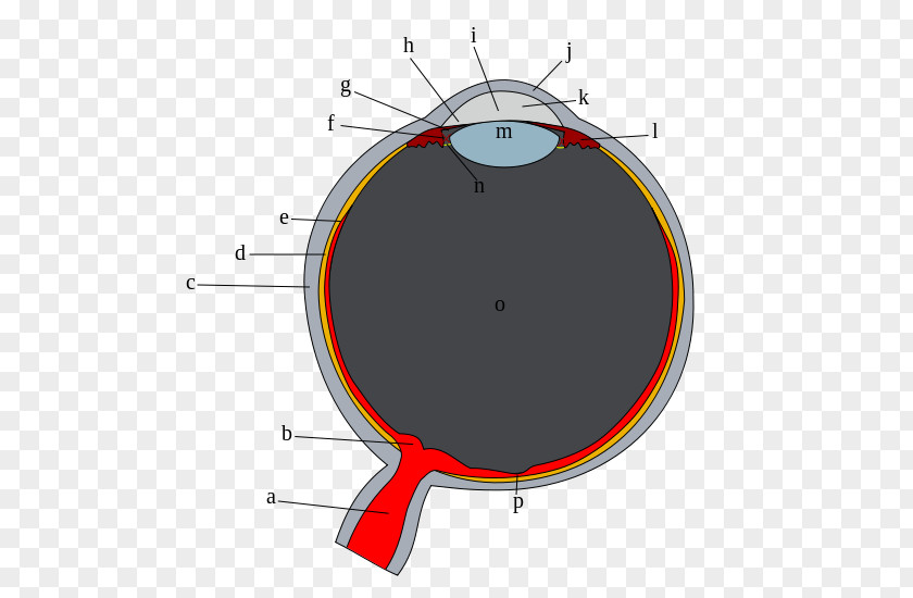 Eye Human Sclera Vitreous Body Corneal Limbus PNG