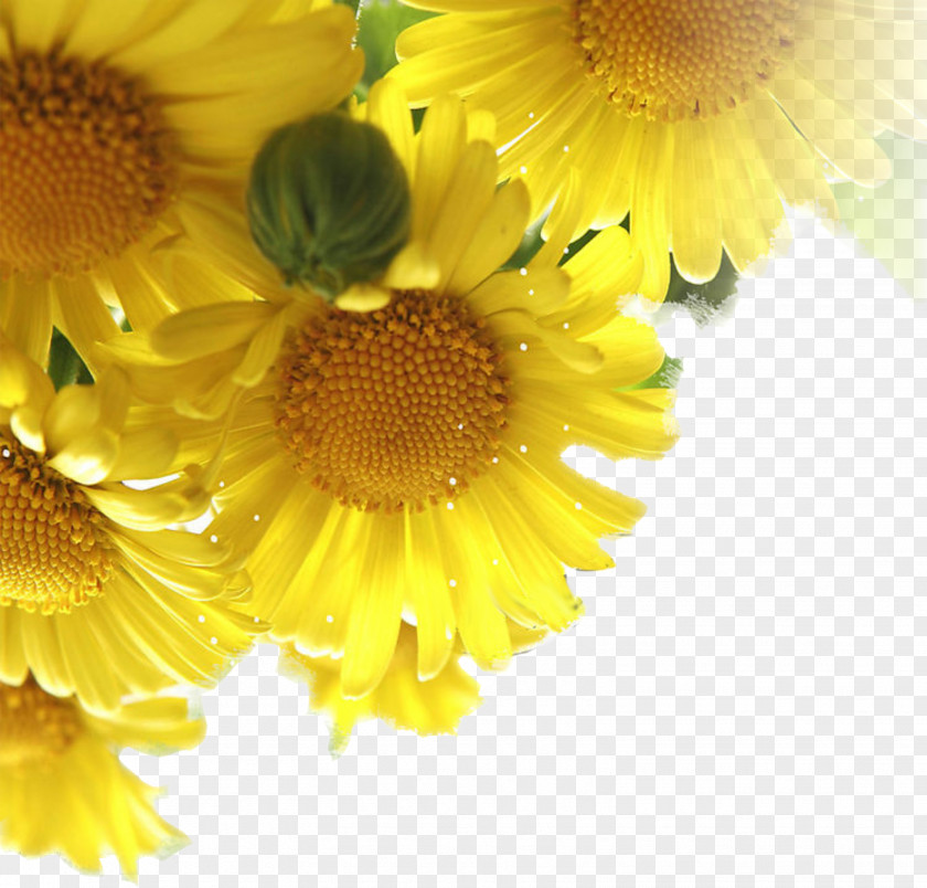 Sunflower Double Ninth Festival Poster PNG