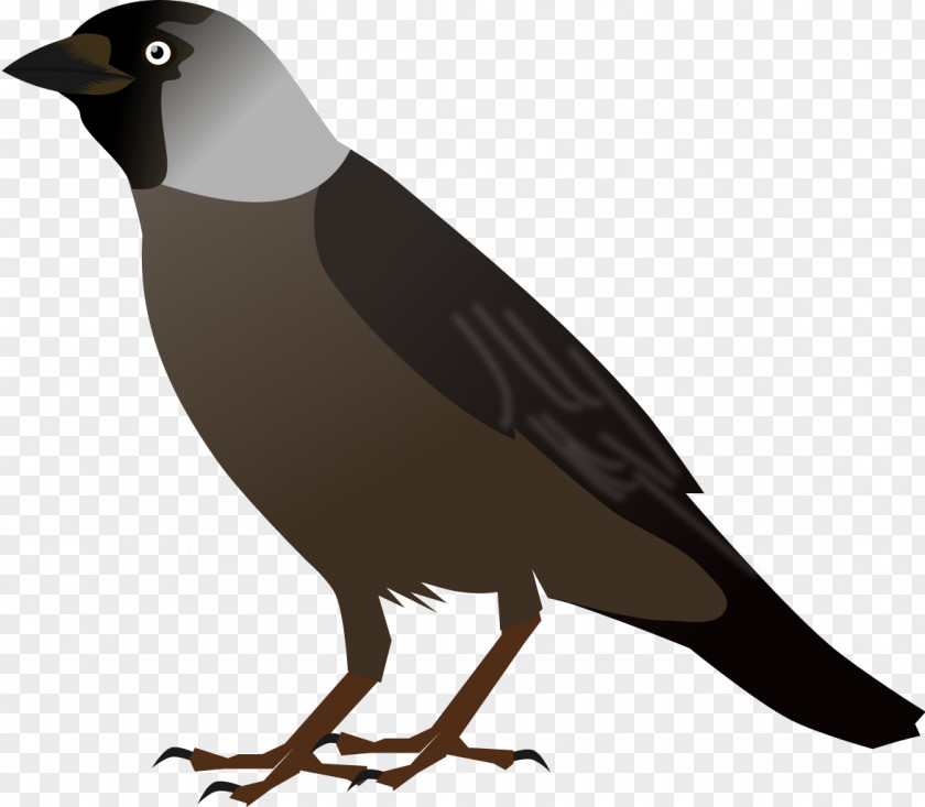 Bird Crows Drawing Clip Art PNG
