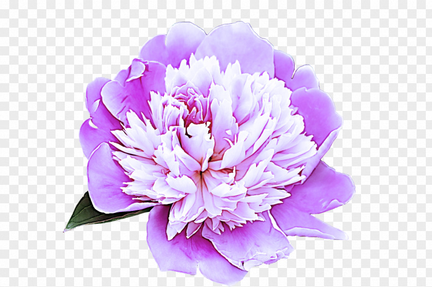 Cut Flowers Peony Flower Flowering Plant Petal Violet PNG