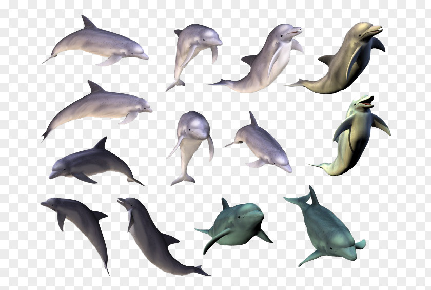 Dolphin Collection Painting Clip Art PNG