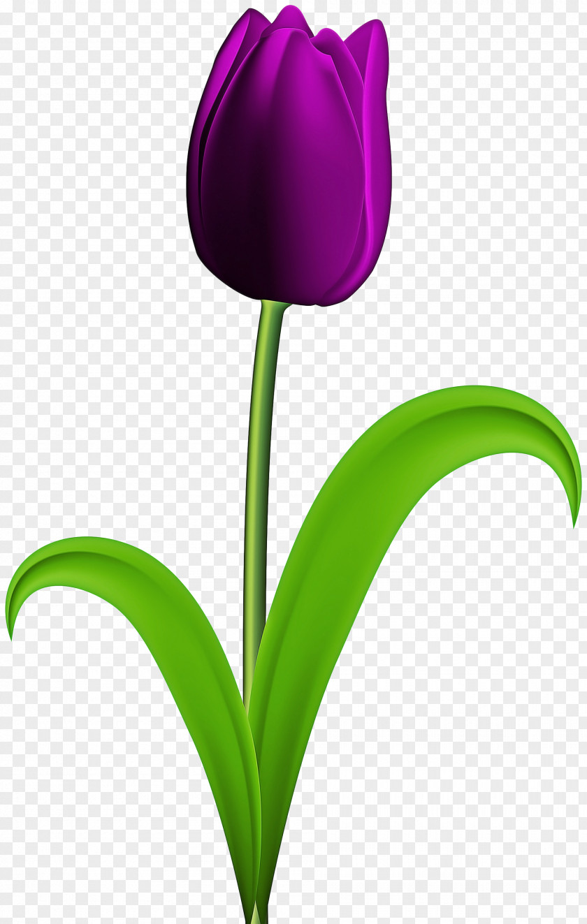 Leaf Flowering Plant Flower Tulip Purple Violet PNG