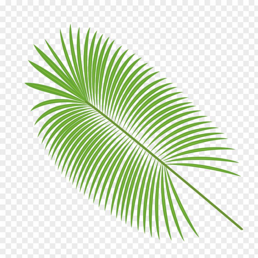 Palm Leaves Vector Material PNG