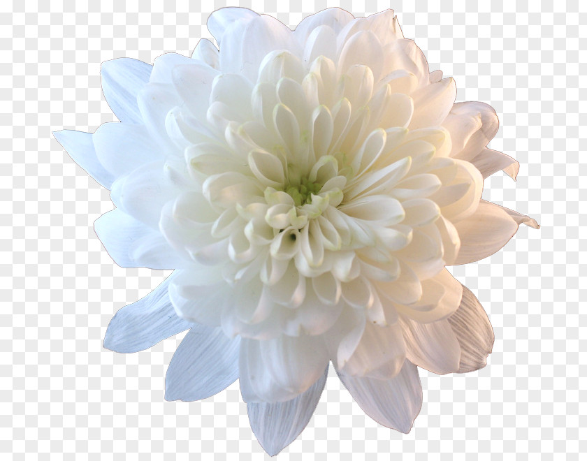 Pastel Flowers Flower Bouquet Chrysanthemum Clip Art PNG