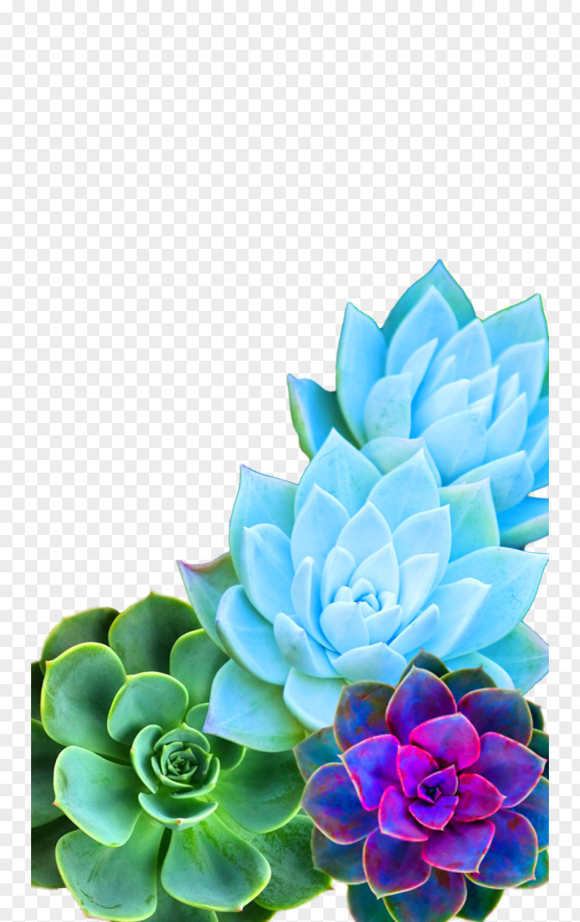 Purple Succulents Succulent Plant Desktop Wallpaper IPhone 7 Cactus Image PNG