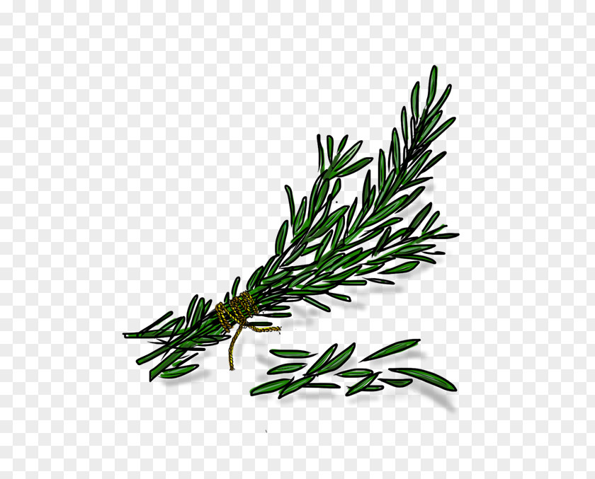 Rosemary Twig Plant Stem Herbalism PNG