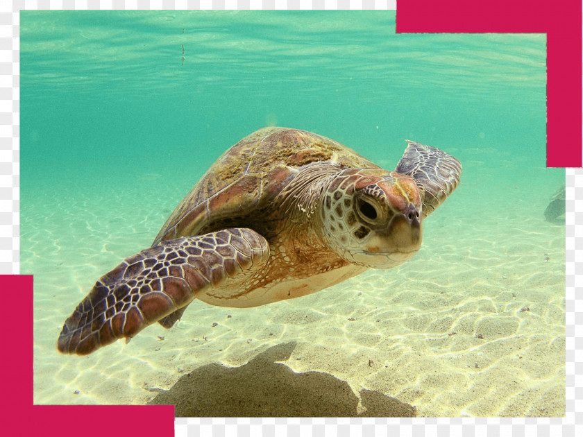 TORTOISE Green Sea Turtle Reptile PNG