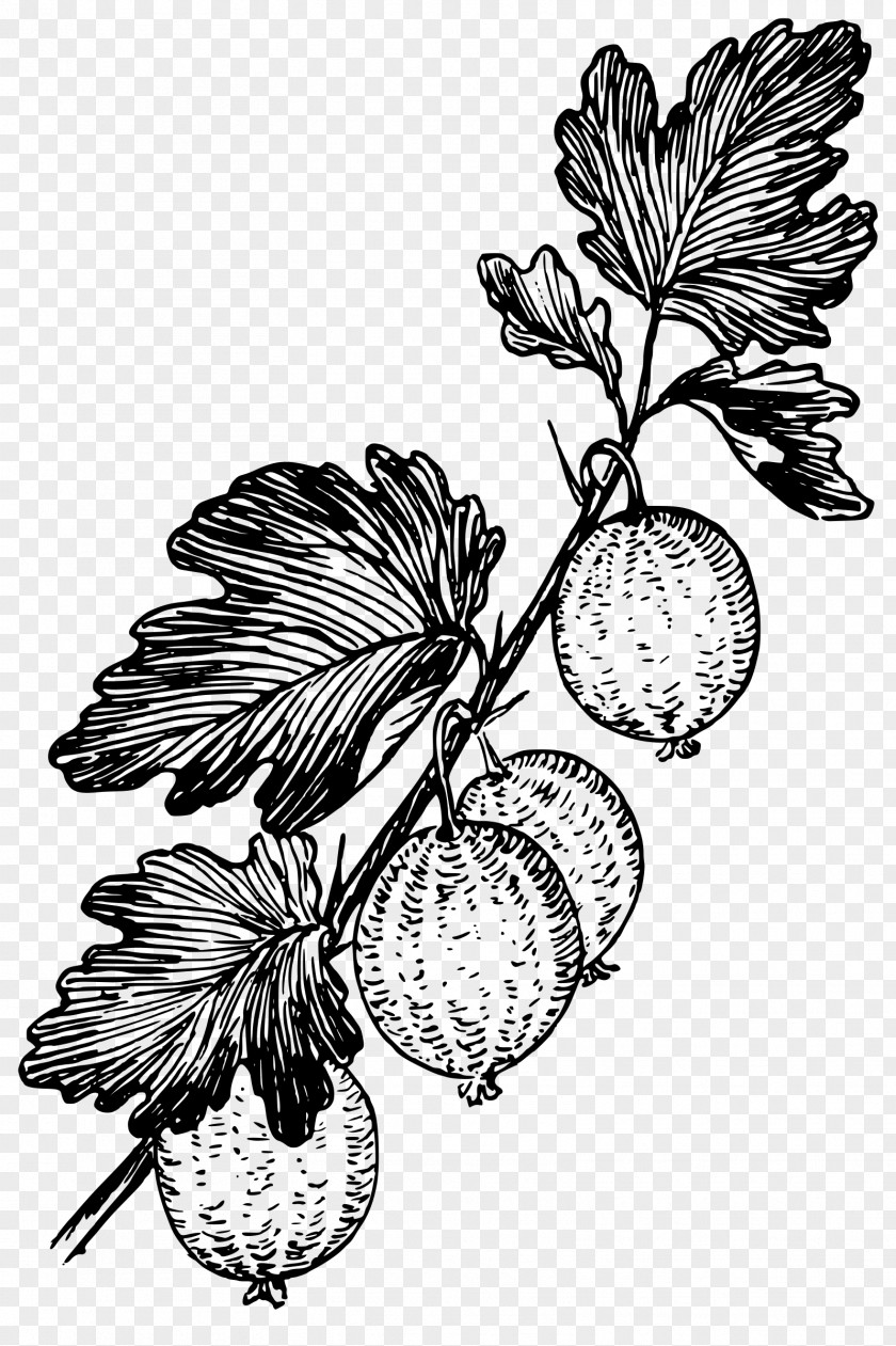 Grape Black And White Gooseberry Drawing PNG