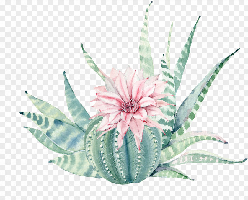 Hand Painted Watercolor, Pink Flowers, Green Plants Succulent Plant Painting Canvas Print Cactaceae PNG