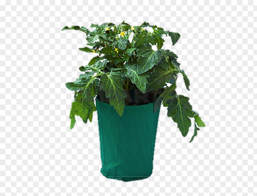 Tomato Flowerpot Stock Photography Vegetable PNG