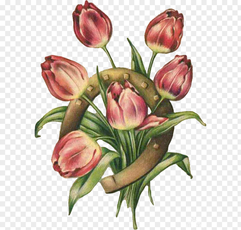 Tulip Floral Design Cut Flowers Rose PNG