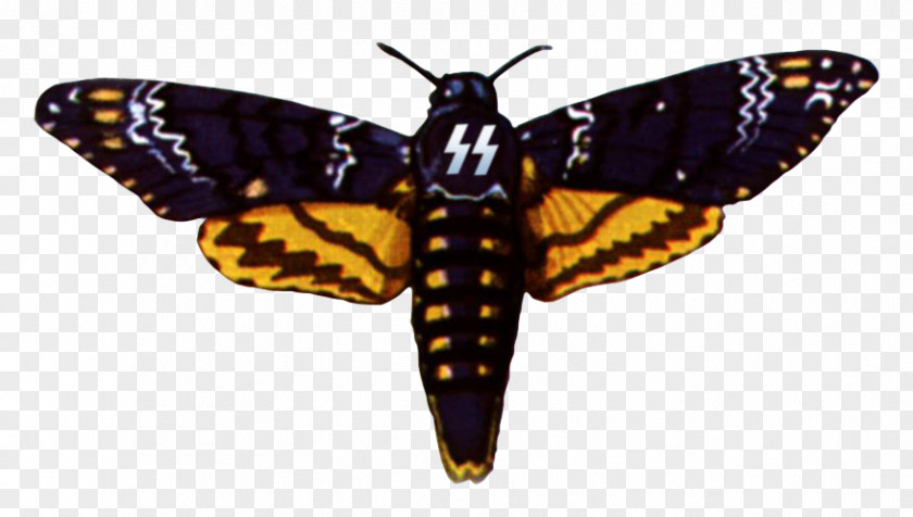 Insect Monarch Butterfly African Death's Head Hawkmoth PNG