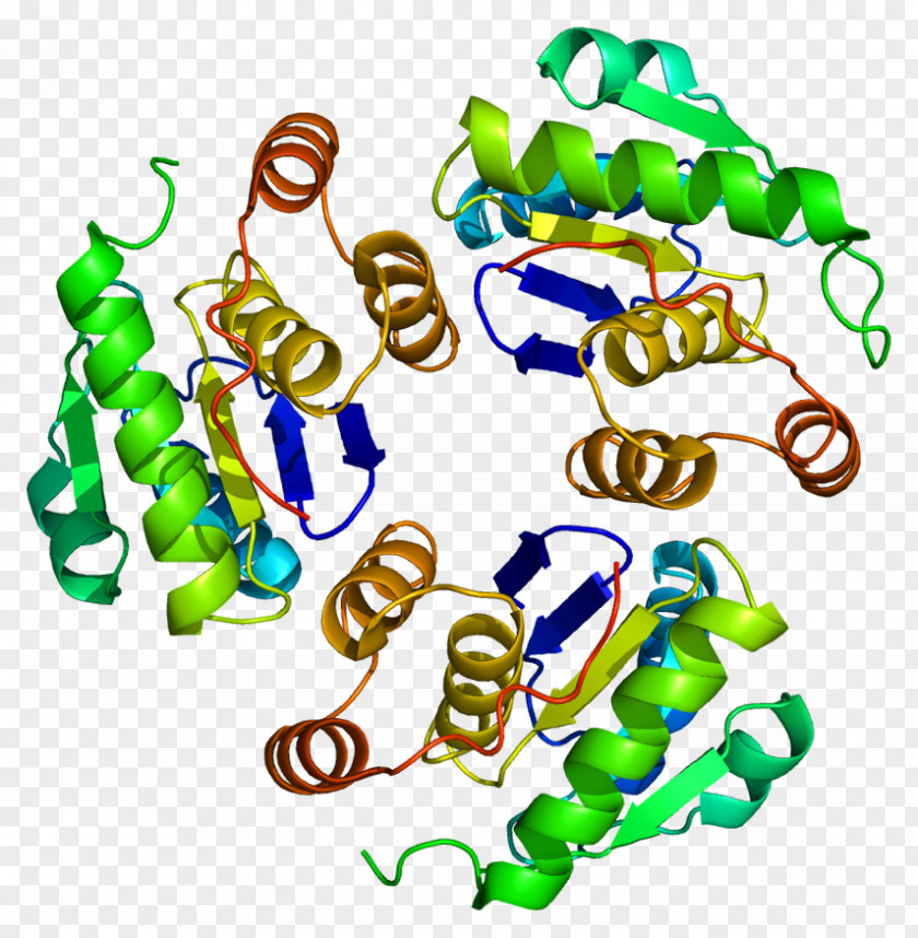 PTP4A1 ATF7 Protein Gene Geranylgeranyltransferase Type 1 PNG