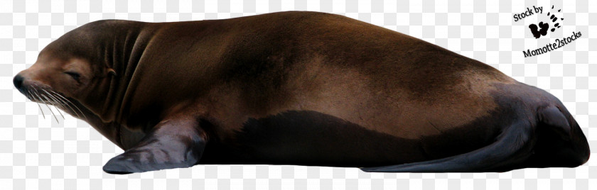 Sea Lions Whiskers Lion Marine Biology PNG