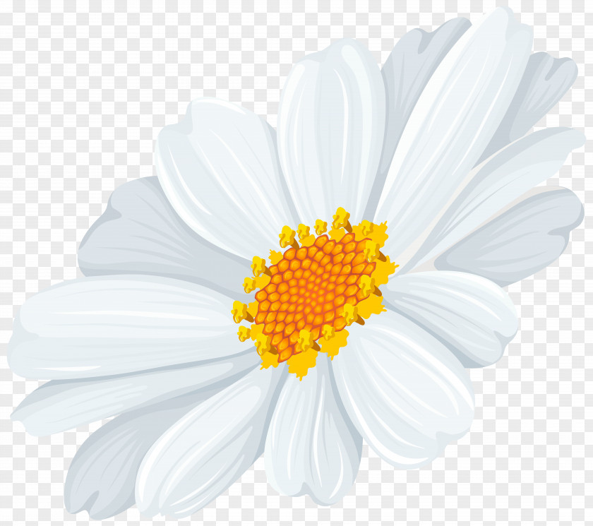 White Daisy Transparent Clip Art Image Common Oxeye PNG