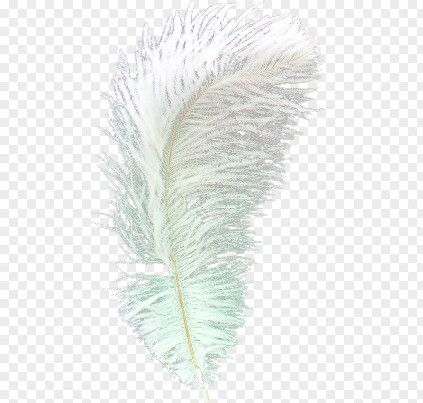 Feathers Feather Euclidean Vector Gratis PNG