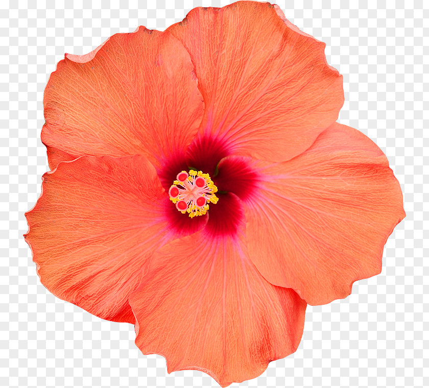 Flower Shoeblackplant Photography Clipping Path PNG