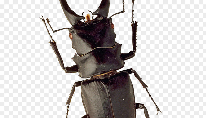 Leaf Footed Bugs Blister Beetles Silhouette PNG