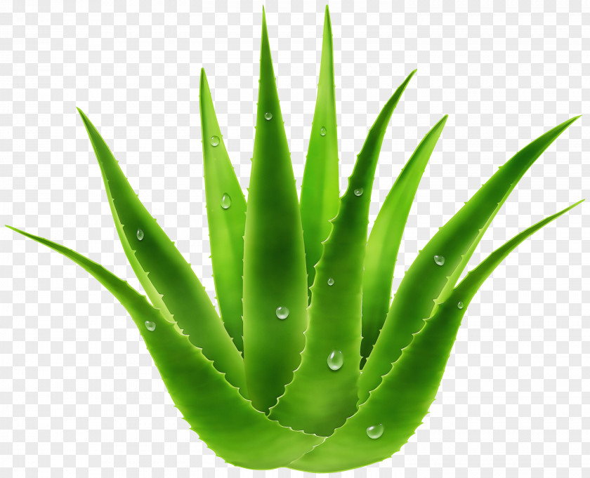 Perennial Plant Flowerpot Aloe Vera Leaf PNG