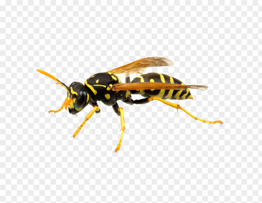 Bee Hornet German Wasp Pest Control PNG