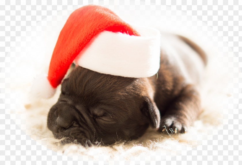Christmas Tree Dog Gift Santa Claus PNG