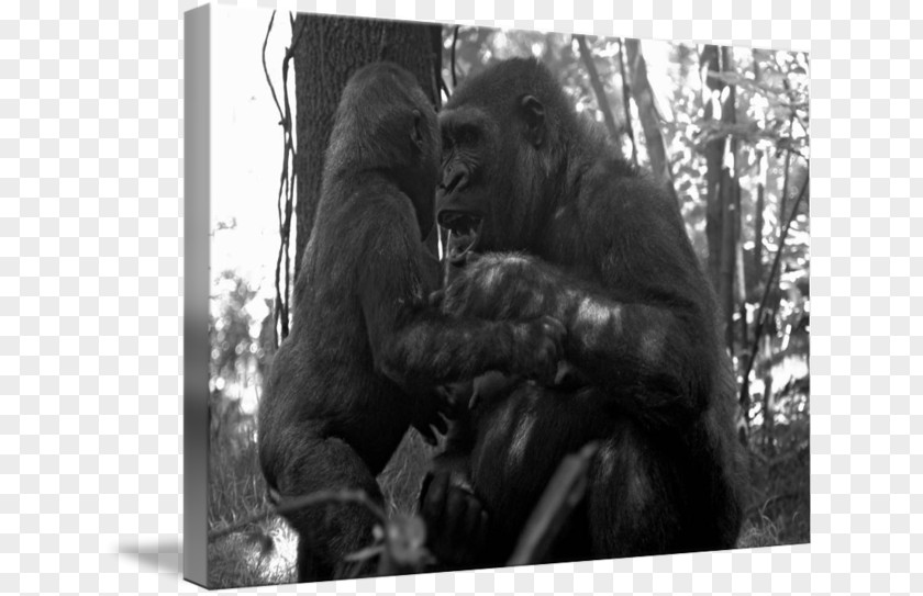 Hear Me Common Chimpanzee Western Gorilla White Wildlife PNG