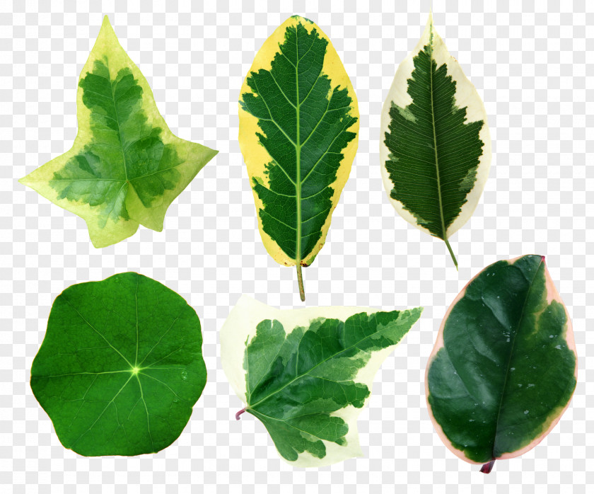 Leaves Leaf Clip Art PNG