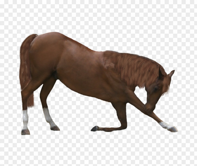 Mustang Stallion Horses Mane Pony PNG