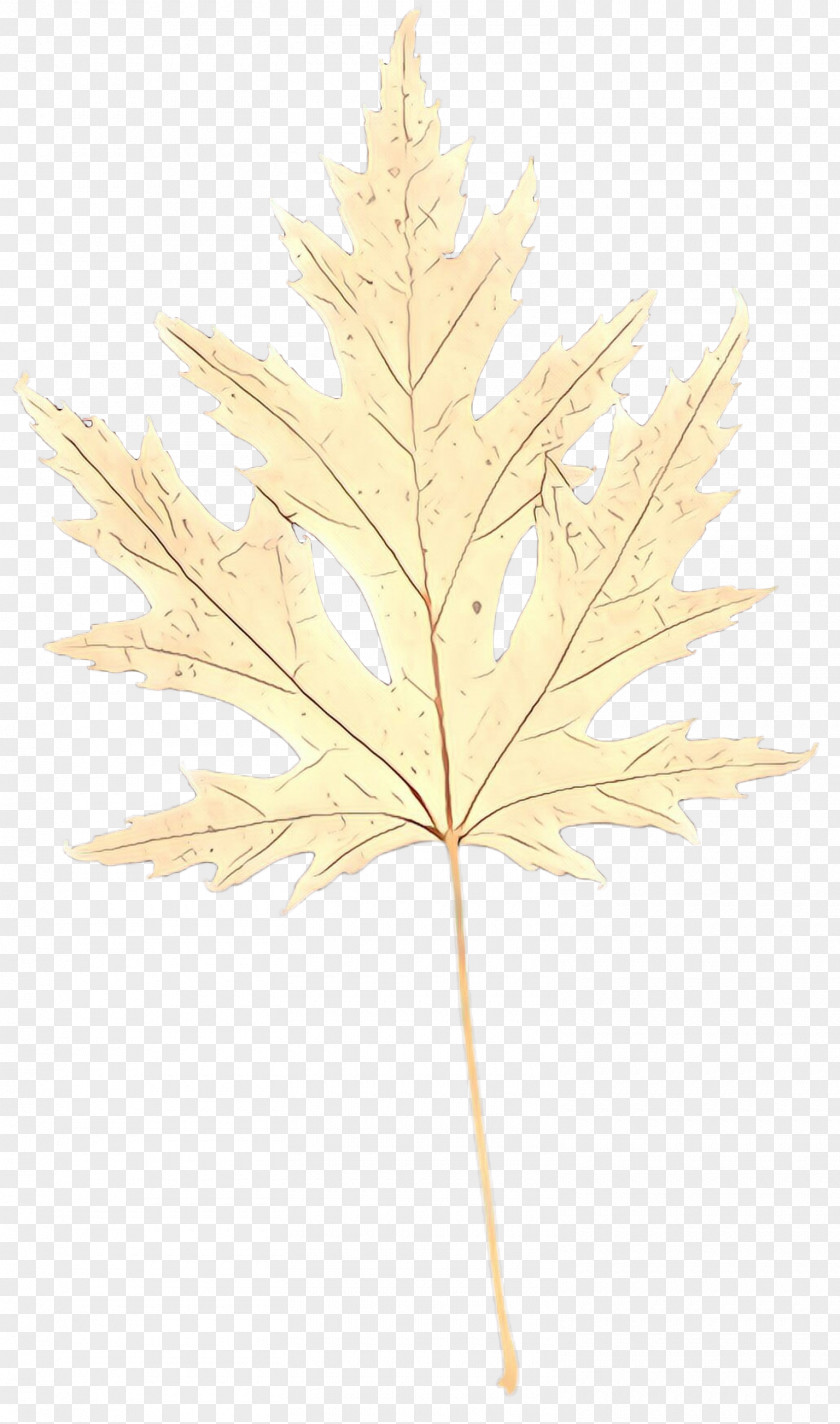 Plane American Larch Maple Leaf PNG