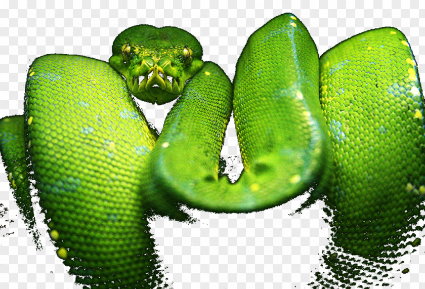 Snake Western Green Mamba Tree Python Yellow PNG