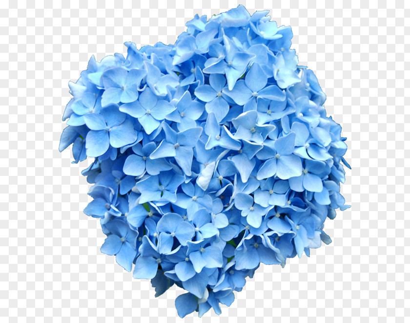 Flower Cut Flowers Clip Art PNG