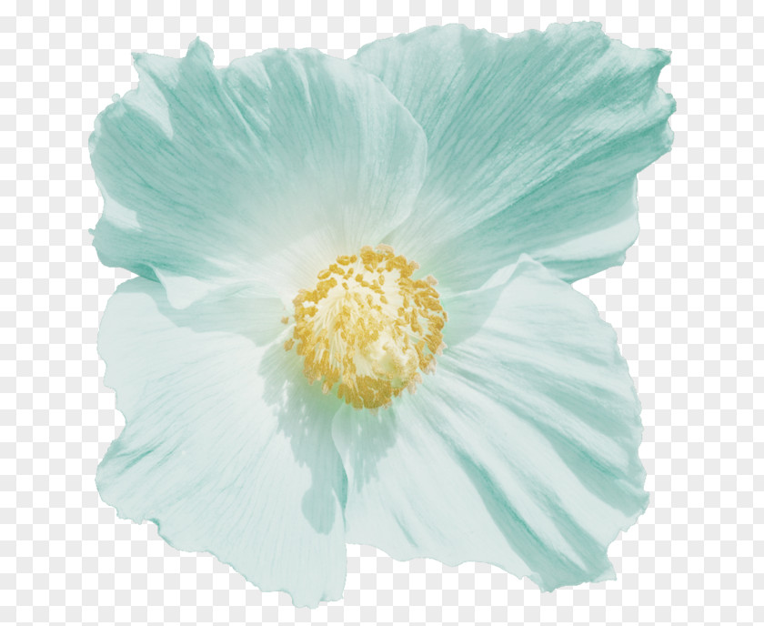 Mallows The Poppy Family Herbaceous Plant PNG