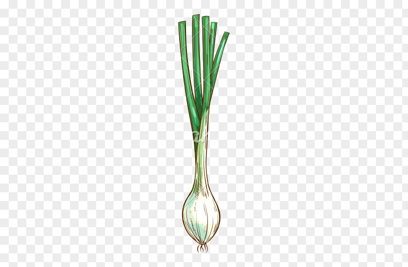 Onion Allium Fistulosum Plant Scallion PNG