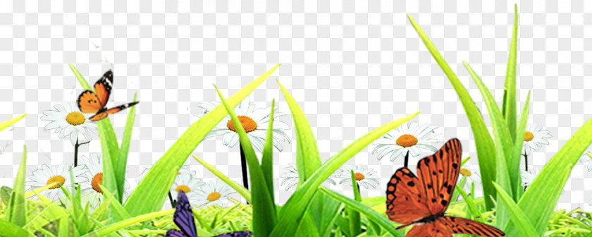 Plant Insects Butterfly Insect PNG