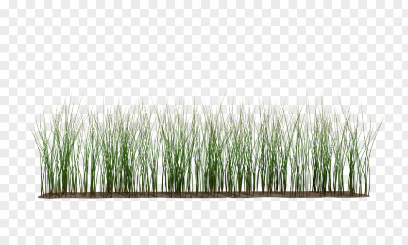 Rice Farm Grasses Commodity Plant Stem PNG
