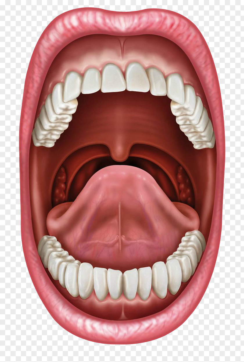 Tongue Human Mouth Stock Photography Lip PNG