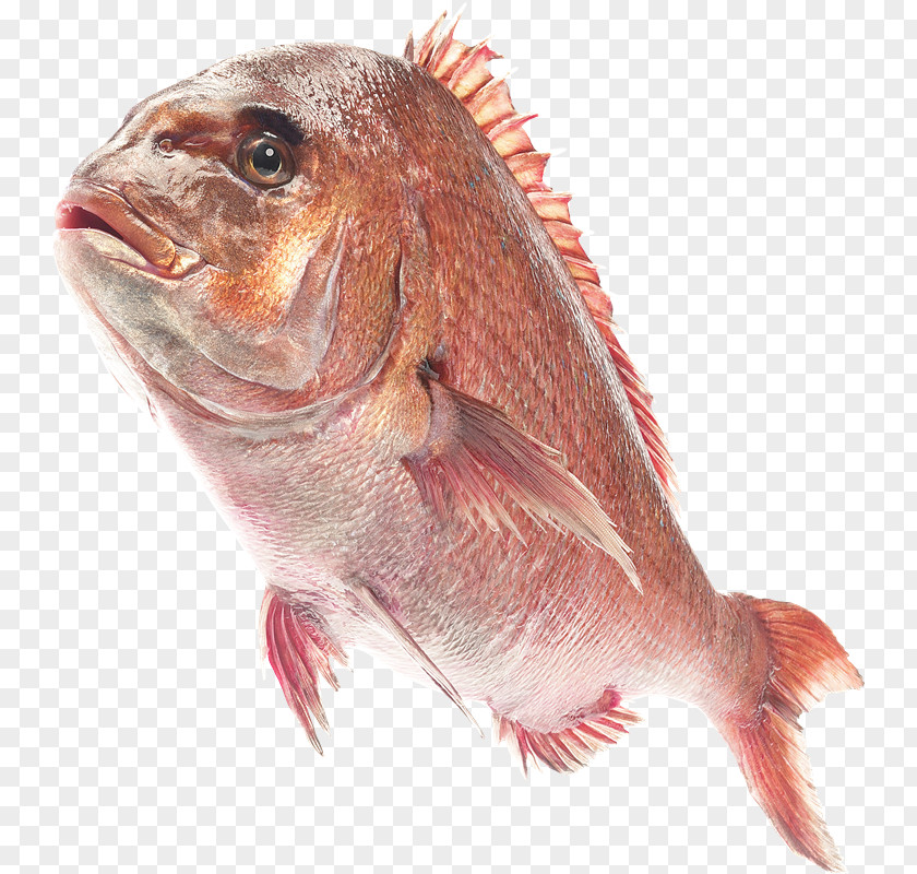 VK Fish Clip Art PNG