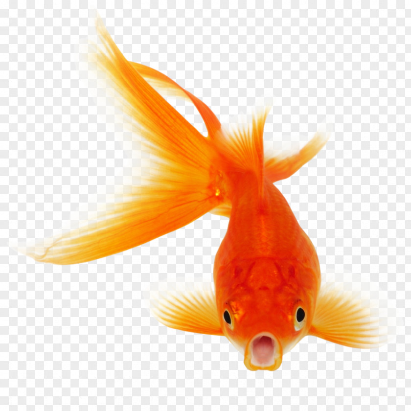 Goldfish Fantail Comet Black Telescope Fish Clip Art PNG