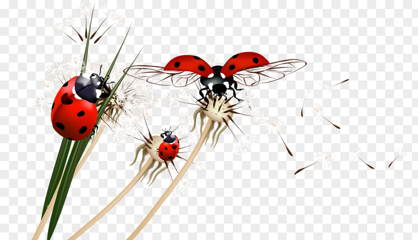 Ladybug Beetle Ladybird PNG