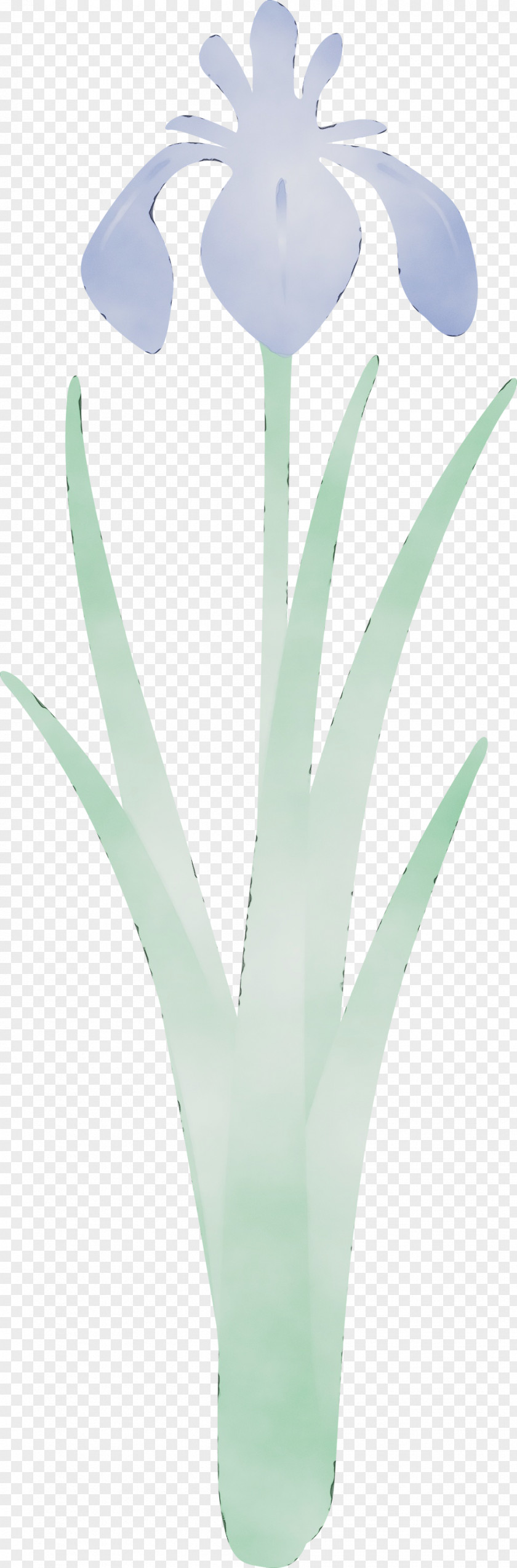 Plant Flower Leaf Aloe Grass Family PNG