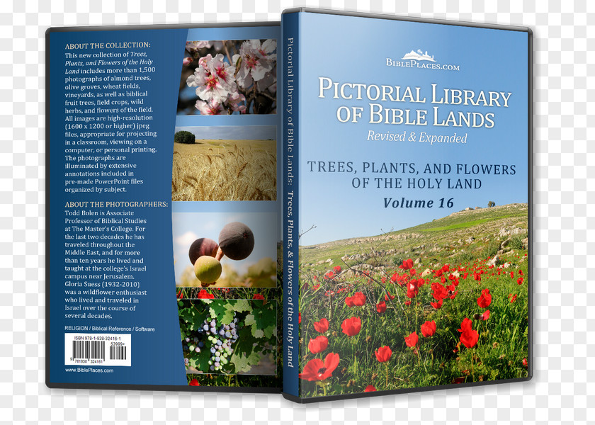 Wheat Fealds Flower Bible Tree Plant Lilium PNG
