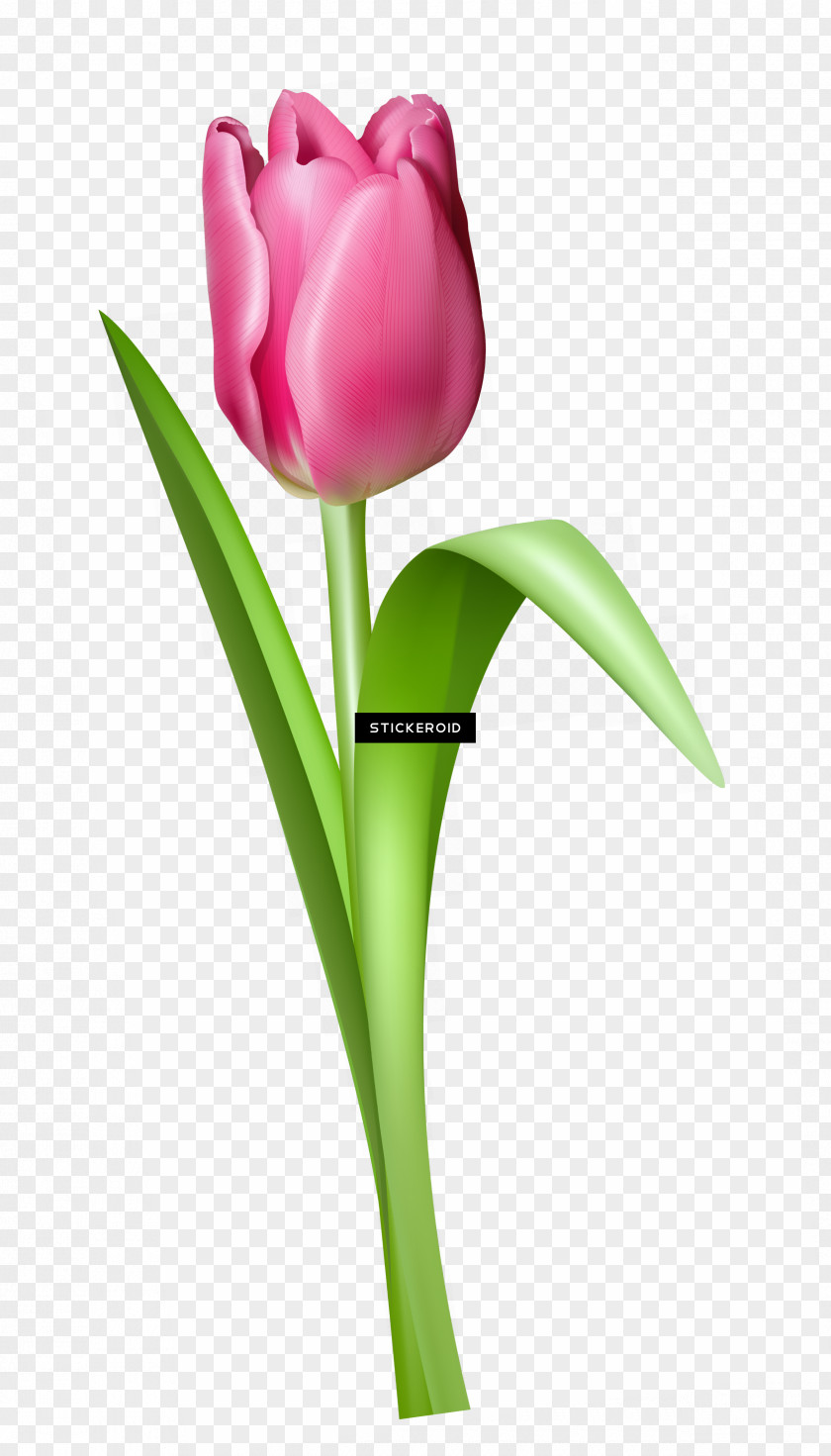 Artificial Flower Lily Family Cartoon PNG
